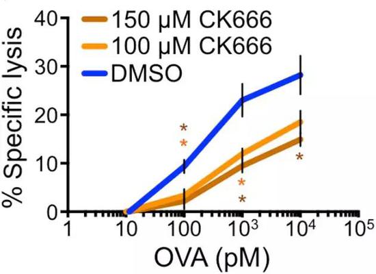 CK666作用下，T细胞对靶细胞裂解能力显著降落