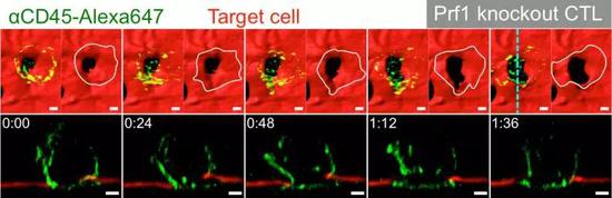 之前CTL细胞扒拉靶细胞的细胞膜，莫非是在“叩开牙关”